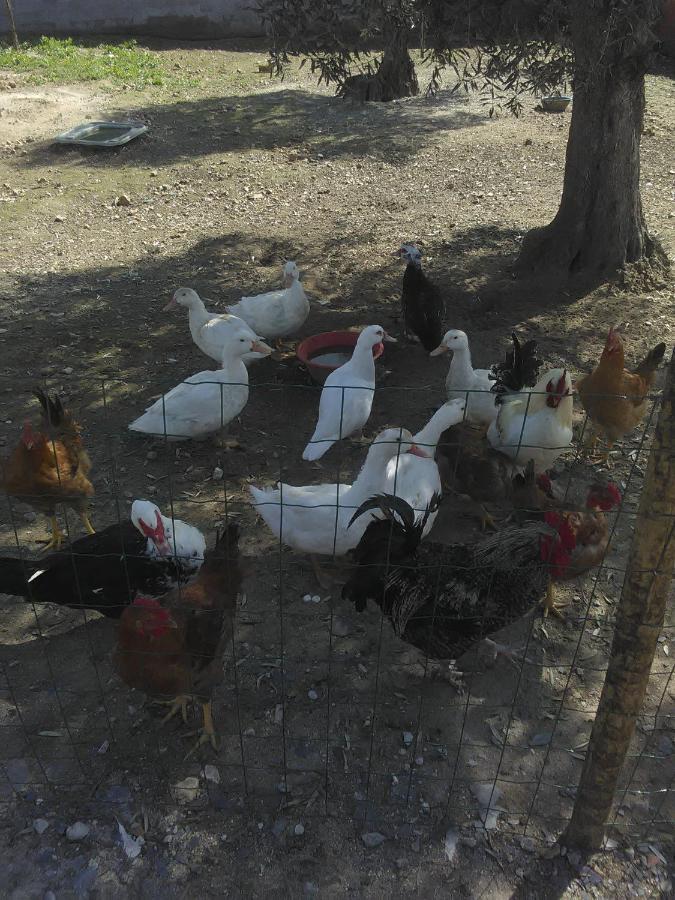 Quintinha Dos Pombinhos Villa Montoito Bagian luar foto